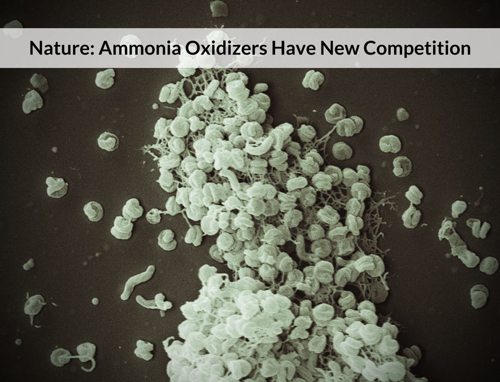 Nature: Ammonia Oxidizers Have New Competition