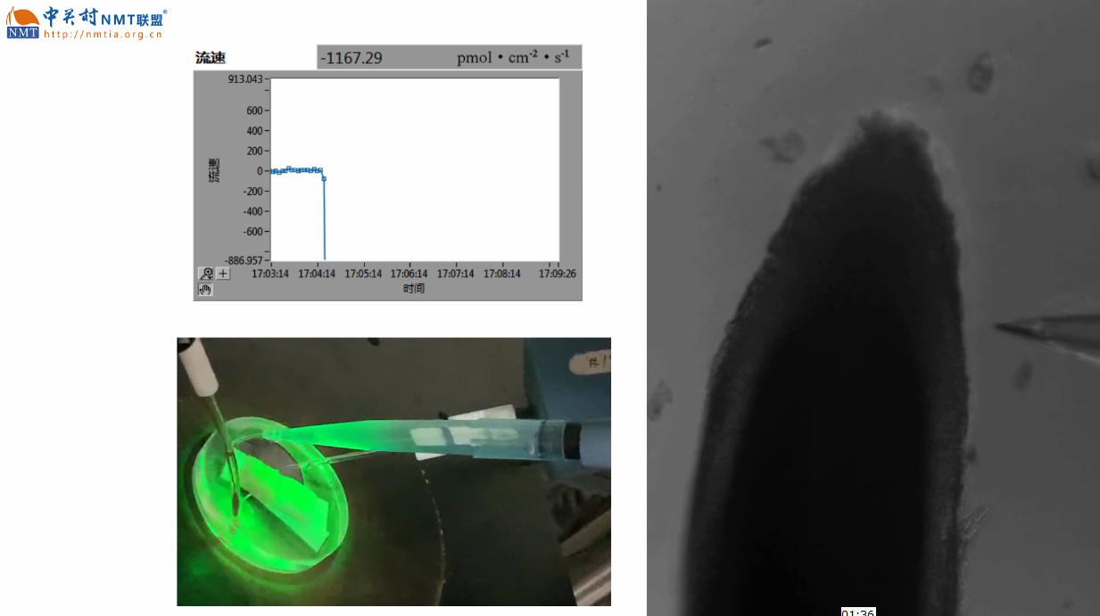 Changes of Calcium Ion Flux in Rice Roots Under Transient Drought Stress