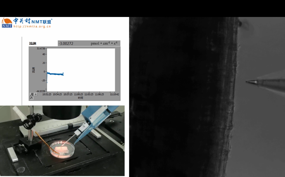 Instantaneous Changes of Hydrogen Ion Flux after Treatment of Rice Roots