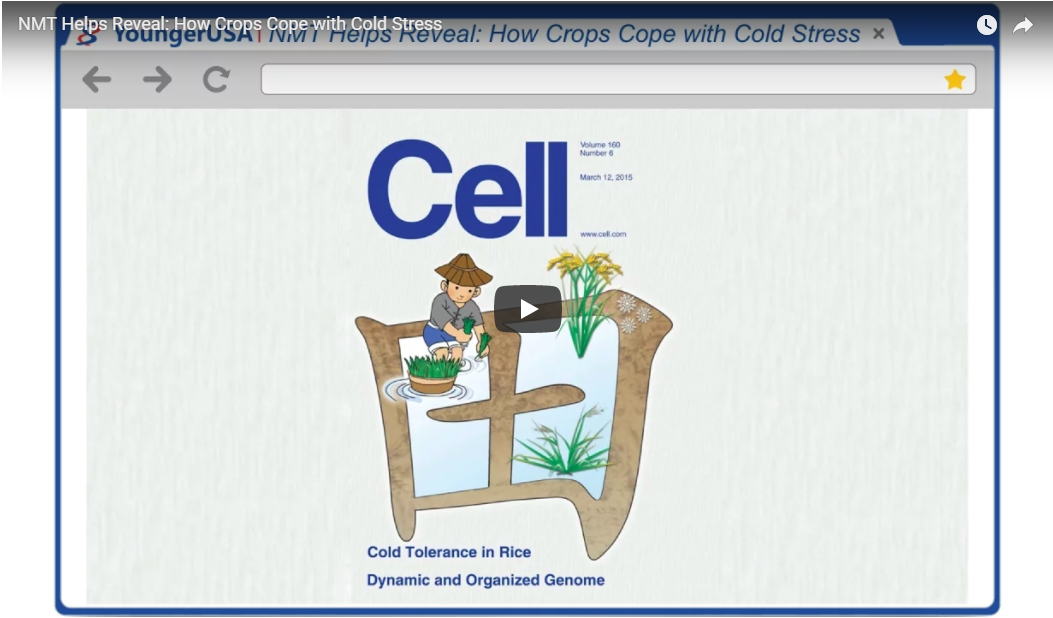 NMT Helps Reveal: How Crops Cope with Cold Stress