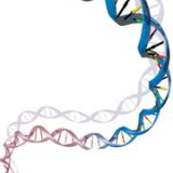 Discussions on Gene Function Study